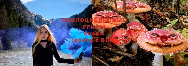 шишки Абаза